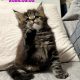 Neraya Maine Coon nőstény kiscica