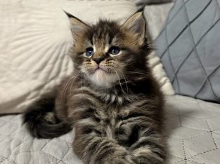 Neraya Maine Coon nőstény kiscica