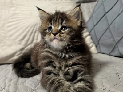 Neraya Maine Coon nőstény kiscica