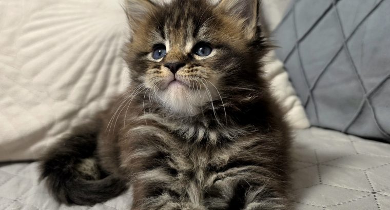 Neraya Maine Coon nőstény kiscica