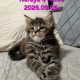 Neraya Maine Coon nőstény kiscica