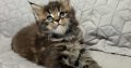 Neraya Maine Coon nőstény kiscica