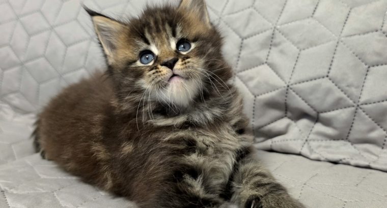 Neraya Maine Coon nőstény kiscica