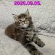 Neraya Maine Coon nőstény kiscica