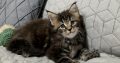Neraya Maine Coon nőstény kiscica
