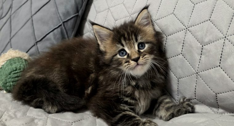 Neraya Maine Coon nőstény kiscica