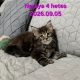 Neraya Maine Coon nőstény kiscica