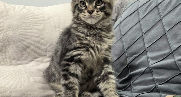 Maine Coon kandúrka