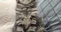 Maine Coon kandúrka