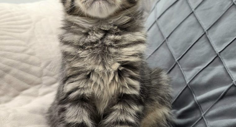 Maine Coon kandúrka