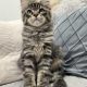 Maine Coon kandúrka
