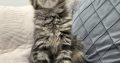 Maine Coon kandúrka