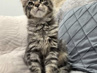 Maine Coon kandúrka