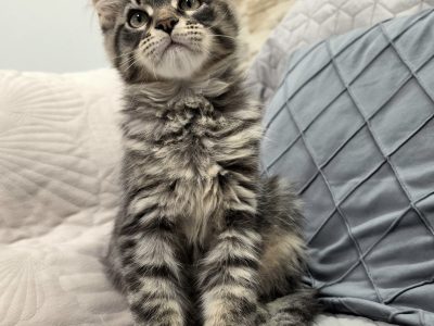 Maine Coon kandúrka