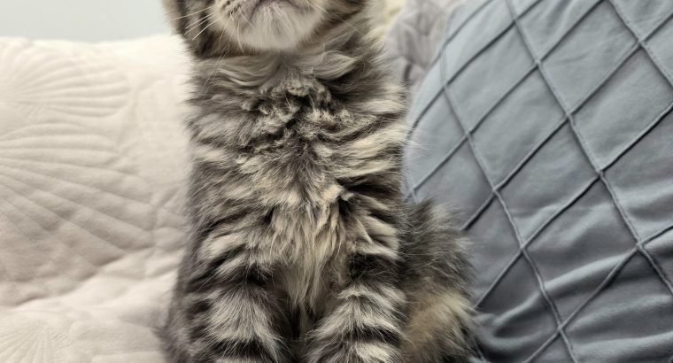 Maine Coon kandúrka