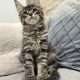 Maine Coon kandúrka