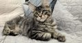 Maine Coon kandúrka