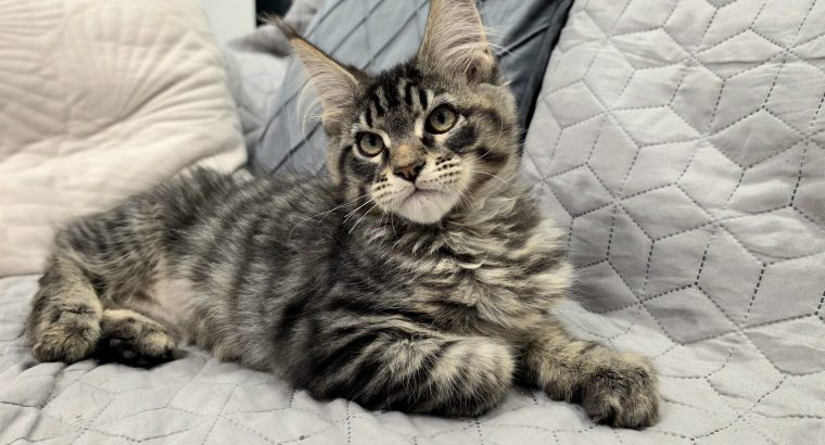 Maine Coon kandúrka