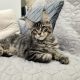 Maine Coon kandúrka