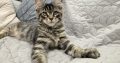 Maine Coon kandúrka