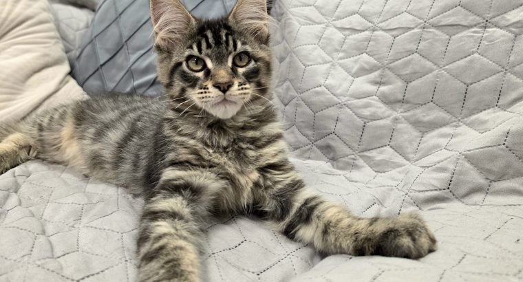 Maine Coon kandúrka
