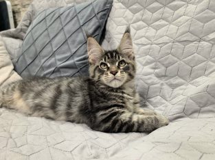 Maine Coon kandúrka