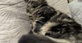 Magnolia Maine Coon nőstény kiscica