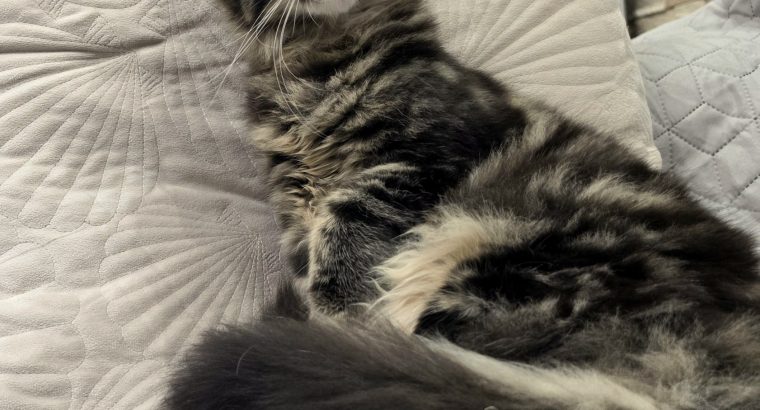 Magnolia Maine Coon nőstény kiscica