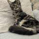 Magnolia Maine Coon nőstény kiscica