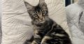 Magnolia Maine Coon nőstény kiscica