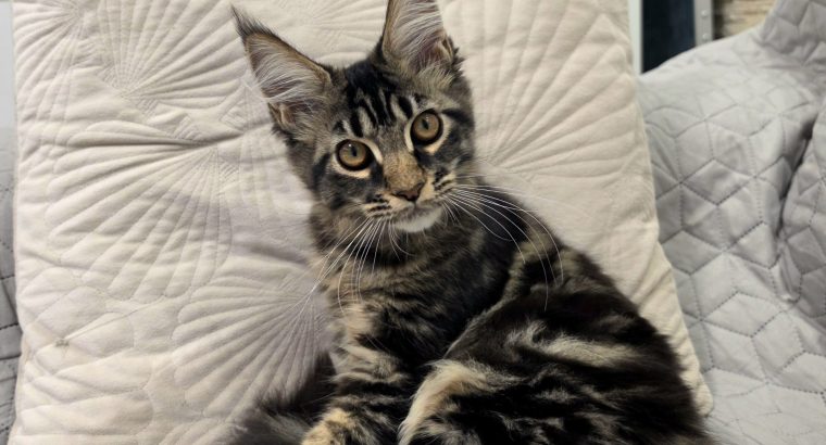 Magnolia Maine Coon nőstény kiscica