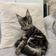 Magnolia Maine Coon nőstény kiscica