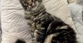 Magnolia Maine Coon nőstény kiscica