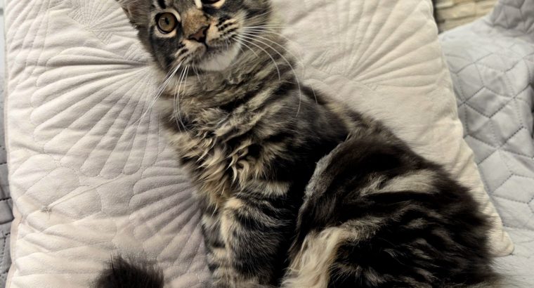 Magnolia Maine Coon nőstény kiscica