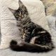 Magnolia Maine Coon nőstény kiscica