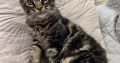 Magnolia Maine Coon nőstény kiscica