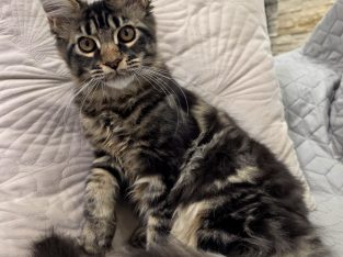 Magnolia Maine Coon nőstény kiscica