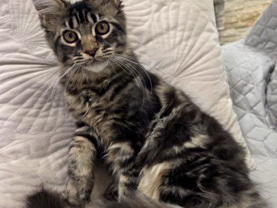 Magnolia Maine Coon nőstény kiscica