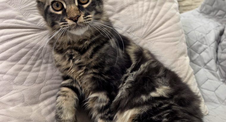 Magnolia Maine Coon nőstény kiscica