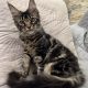 Magnolia Maine Coon nőstény kiscica
