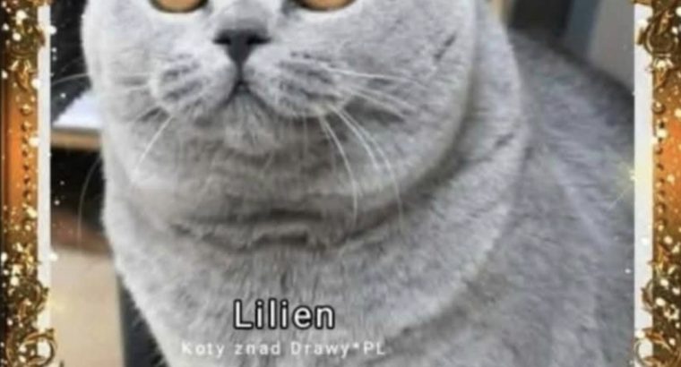 Gyönyörű nőstény