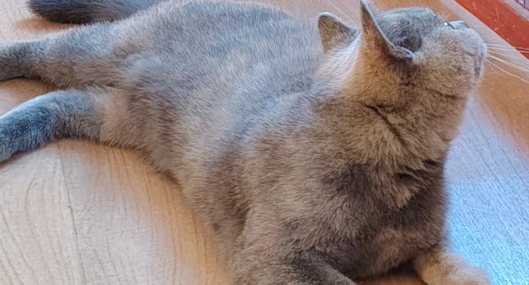 Bicolor nőstény