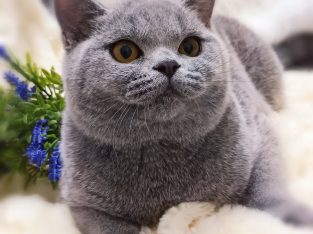 Azonnali dorombolás