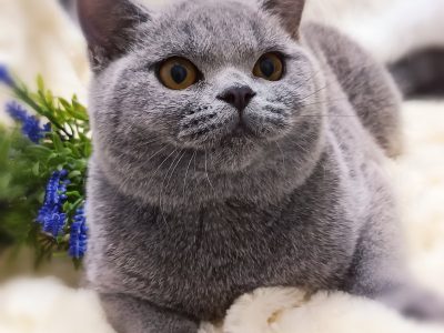 Azonnali dorombolás