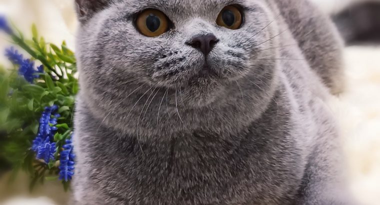 Azonnali dorombolás