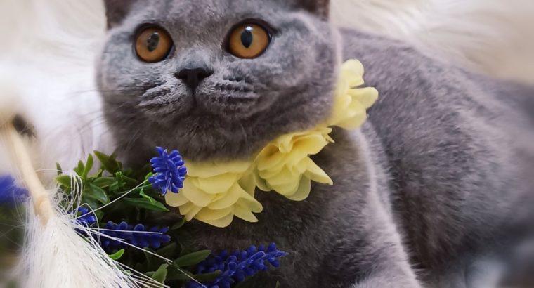 Főállású doromboló-művész