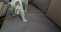 Ragdoll cica