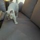 Ragdoll cica