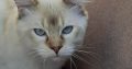 Ragdoll cica
