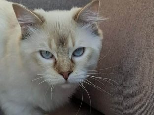 Ragdoll cica